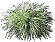 Plant - Hakonechloa macra Fubuki