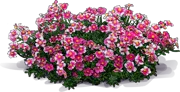 Plant - Rock Rose \u0027Raspberry Ripple\u0027