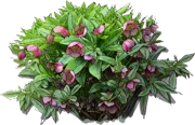 Plant - Lenten rose