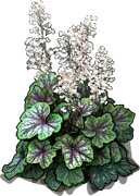 Plant - Heuchera americana