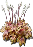 Plant - Heucherella Brass Lantern