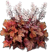 Plant - Heucherella Sweet Tea