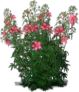 Plant - Scarlet Rose Mallow