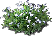 Plant - Ruellia humilis