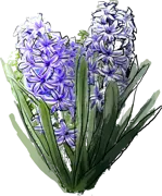 Plant - Common Hyacinth