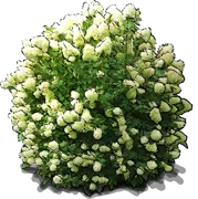 Plant - Panicle hydrangea