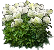 Plant - Panicle hydrangea \u0027Limelight\u0027