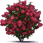 Plant - Panicle Hydrangea \u0027Wim\u0027s Red\u0027