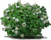 Plant - Oakleaf Hydrangea