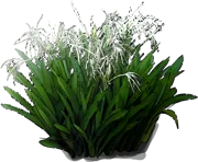 Plant - Hymenocallis latifolia