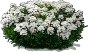 Plant - Candytuft