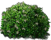 Plant - Dwarf Chinese Holly