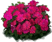 Plant - Sunpatiens Compact Royal Magenta Impatiens