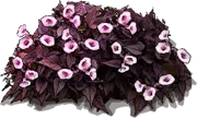 Plant - Purple sweet potato