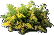 Plant - Juniperus conferta Golden Wings