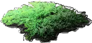 Plant - Dahurian Juniper