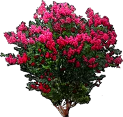 Plant - Lagerstroemia indica