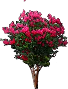 Plant - Lagerstroemia indica