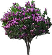 Plant - Crepe Myrtle \u0027Zuni\u0027