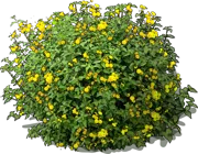 Plant - Lantana aculeata Goldsonne