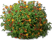 Plant - Lantana aculeata