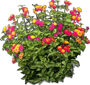 Plant - Lantana aculeata Orthenburg Castle