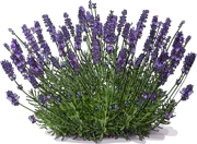 Plant - English Lavender \u0027Hidcote Blue\u0027