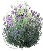 Plant - Common Lavender