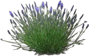 Plant - Lavender