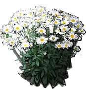 Plant - Leucanthemum proud \u0027Aglaus\u0027