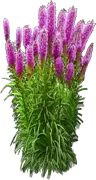 Plant - Prairie blazing star