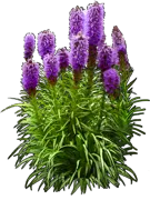 Plant - Blazing Star