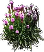 Plant - Liatris spicata