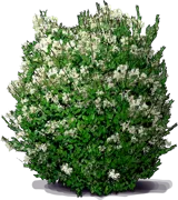 Plant - Waxleaf Privet