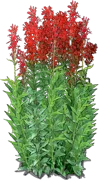 Plant - Cardinal Flower