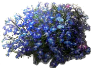 Plant - Edging Lobelia