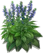 Plant - Blue Cardinal Flower