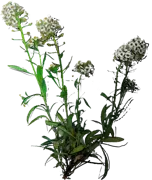 Plant - Sweet Alyssum