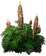 Plant - Lupinus Manhattan Lights