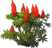 Plant - Lupinus polyphyllus