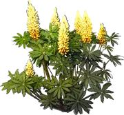 Plant - Lupinus polyphyllus