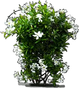 Plant - White dipladenia