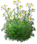 Plant - German camomile