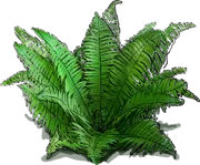 Plant - Ostrich Fern