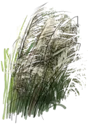 Plant - Zebra Grass