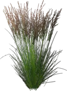 Plant - Purple moor grass \u0027Edith Dudszus\u0027