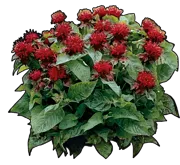 Plant - Monarda hybrida Schneewittchen