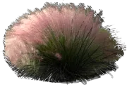 Plant - Muhly hairawn