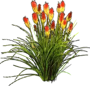 Plant - Kniphofia Nancy\u0027s Red