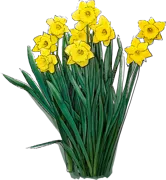 Plant - Trumpet Daffodil